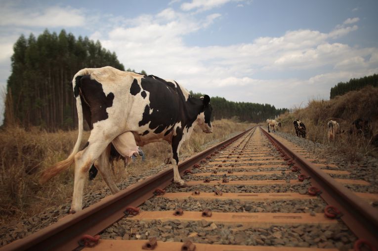 В Княжпогостском районе грузовой поезд сбил четырех коров
